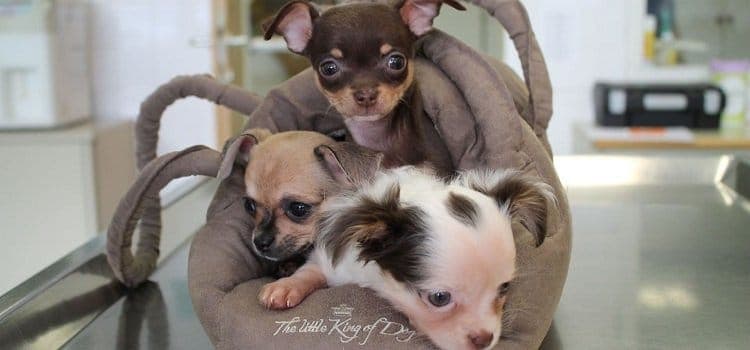 aye-chihuahua