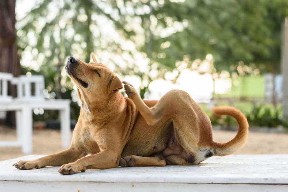 Hundegesundheit: Erkennst du Warnzeichen?
