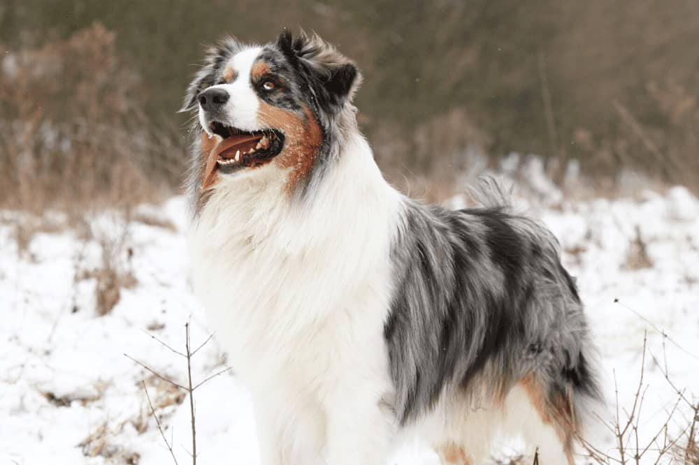 Australian Shepherd Experten-Quiz