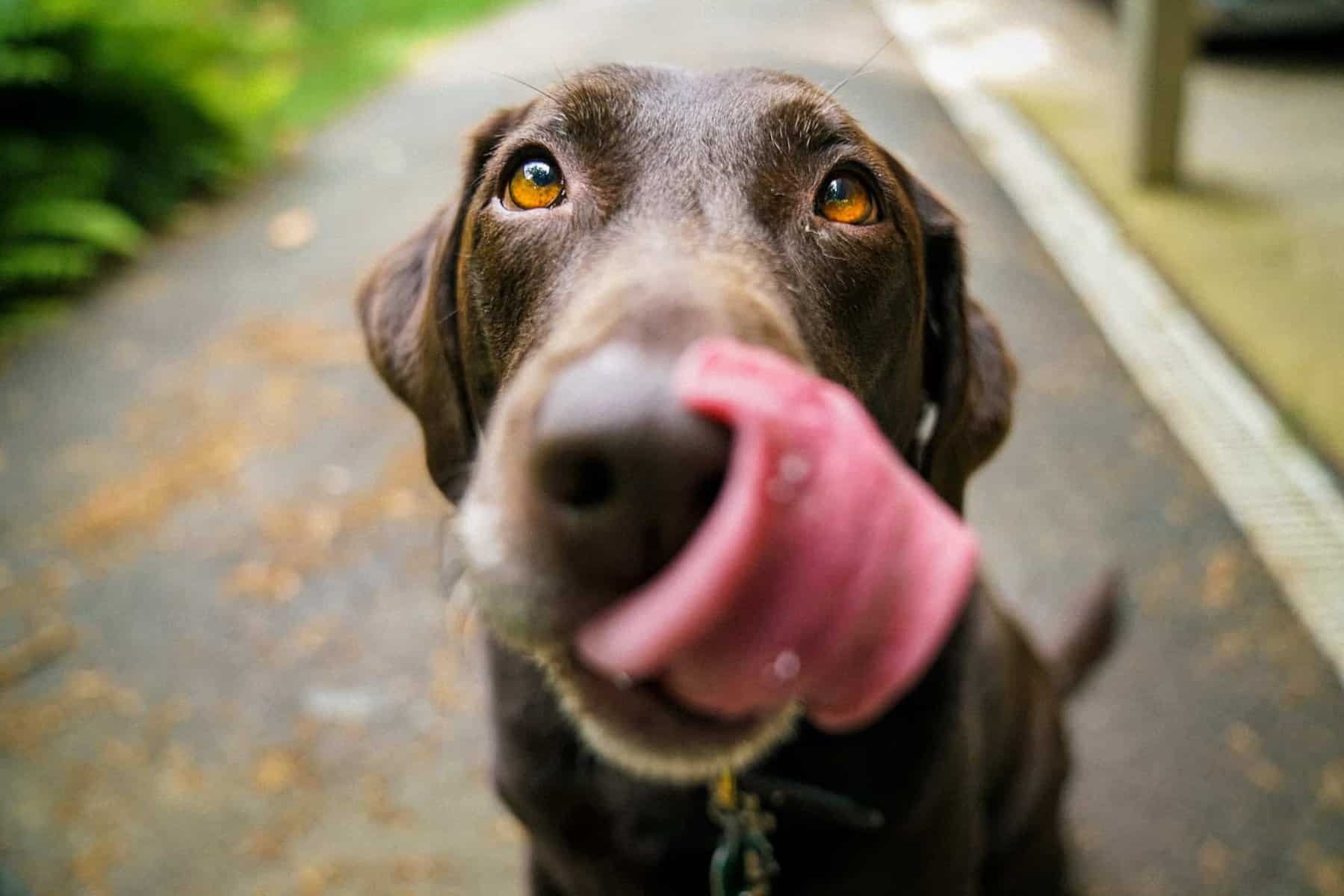 QUIZ: Wie gut kennst du die Fachbegriffe zum Thema Hund?