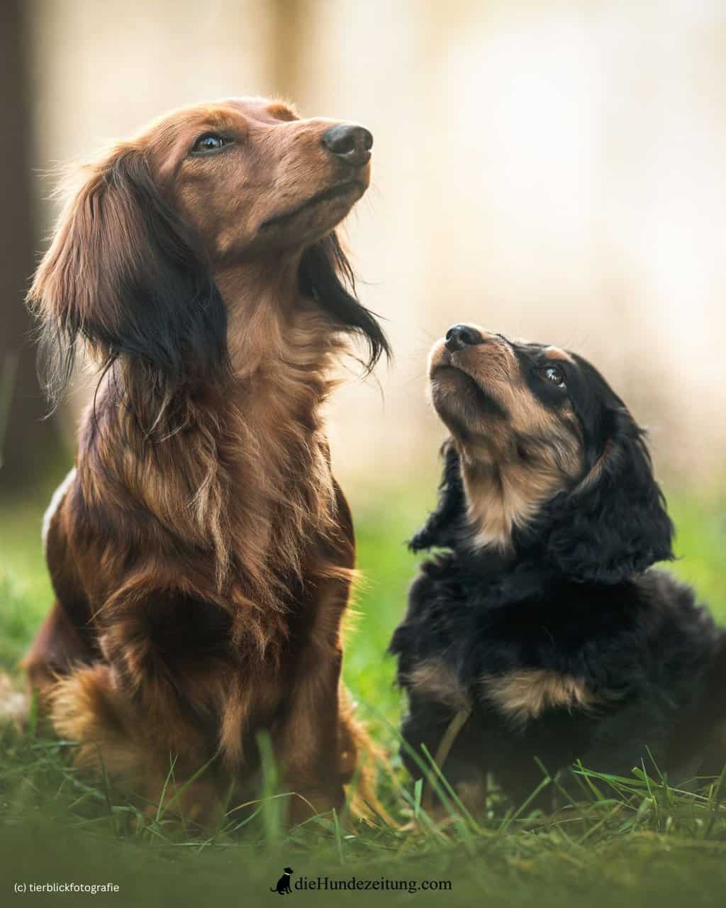 das-quiz-zum-dachshund