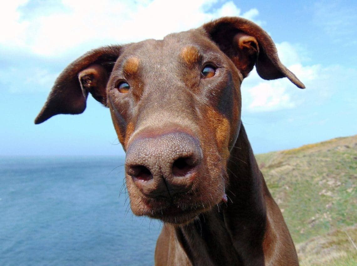 Quiz: Was weißt du über den Dobermann?