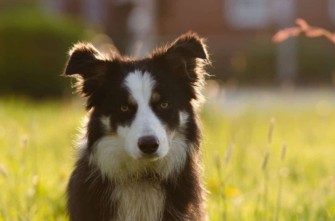Kniffliges zum Border Collie