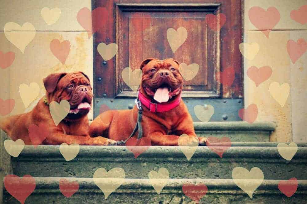 Skurrile Hundegesetze: Wahr oder erfunden?
