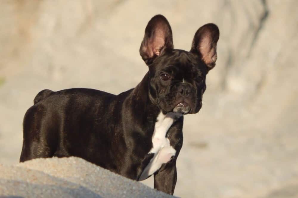 DAS Quiz zur Französischen Bulldogge