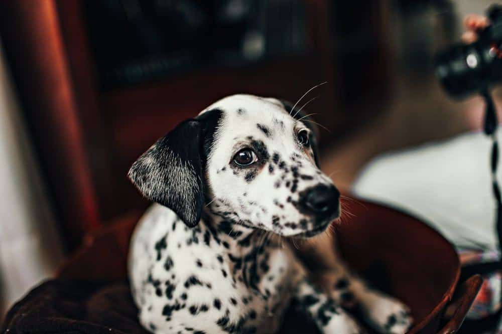 (K)Rasse Fakten – Das Hundewissens-Quiz