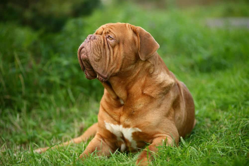 Wie gut kennst du die Bordeaux Dogge