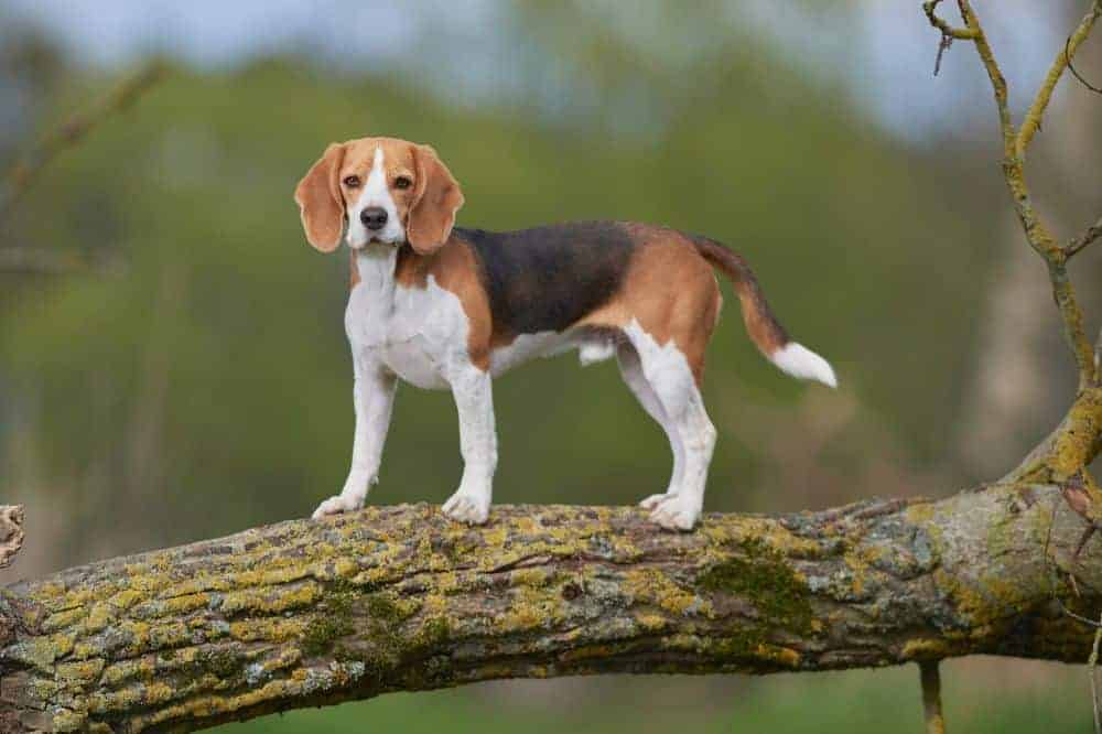 Rätselspaß: Das Quiz zum Beagle