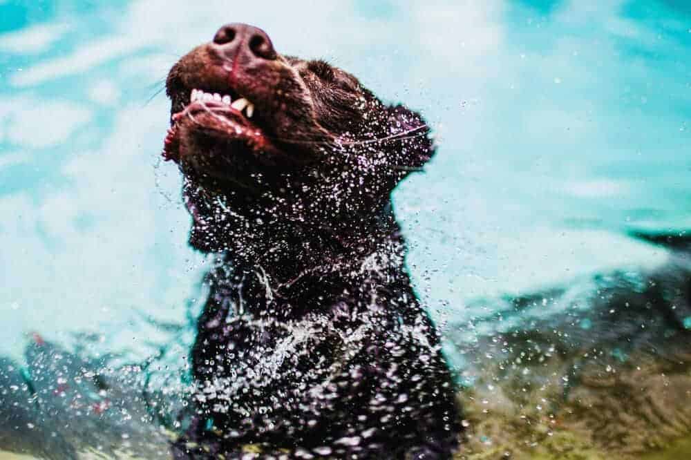 koerpersprache-hunde-wissen-test