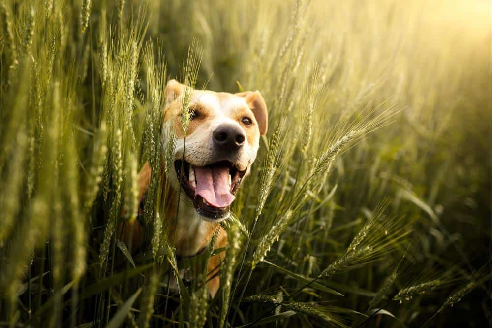 Hundekunde-Quiz