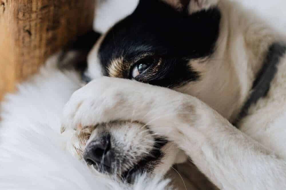 Achtsamkeit im Hundetraining: Die Bindung durch Bewusstsein stärken