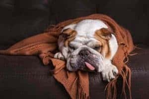 Erste Hilfe für Hunde – Wie sattelfest bist du?